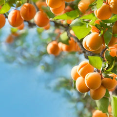 Apricot WHITE Balsamic (375ml)